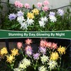 DooYard Solar Spider Lily Flower Lights Outdoor Waterproof 2 Pack,
