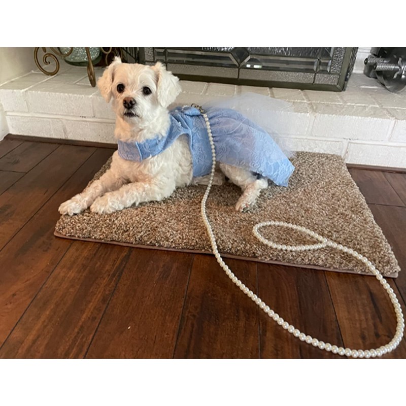 Cdycam 120cm 4ft Custom Pearls Beaded Pet Dog Cat Training