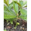 Tree 1 LOQUAT FRUIT TREE From Seeds ORGANIC -3 Years