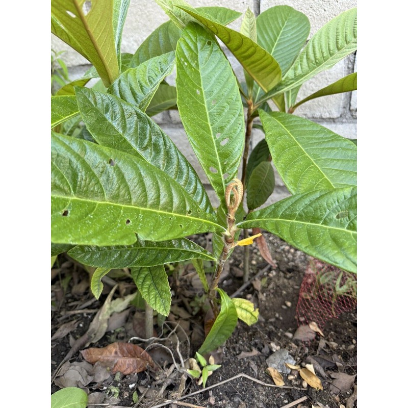 Tree 1 LOQUAT FRUIT TREE From Seeds ORGANIC -3 Years
