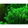 Potted Live Aquarium Plants | Freshwater Aquatic Plants for Aquariums