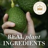 Herbal Essences Bio:renew Potent Aloe + Avocado Oil Hair &