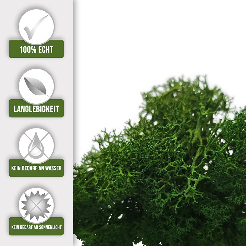Eurofoto Iceland Moss Preserved – Moss for Crafts and Decoration