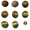 25 Camellia Seeds Camellia sinensis Chinese Green Tea Seeds Tea
