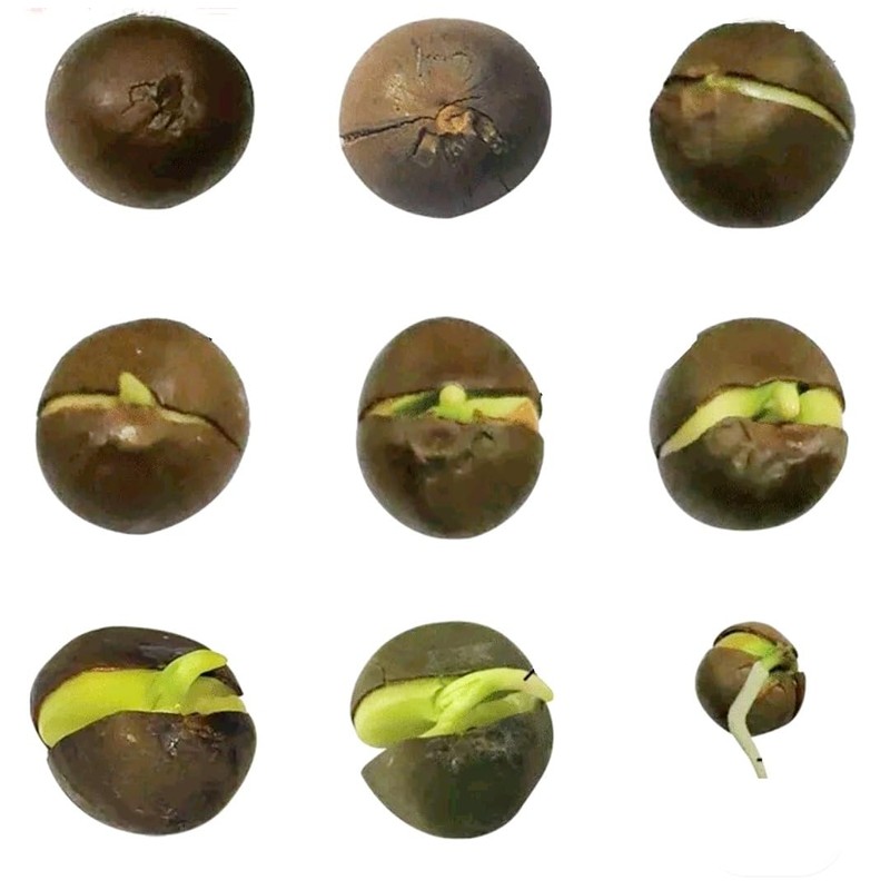 25 Camellia Seeds Camellia sinensis Chinese Green Tea Seeds Tea