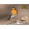 Robin Birthday Card
