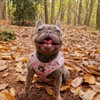 Adjustable macaroon dog harness/car suitable/for no pulling XXS- Medium (Small)