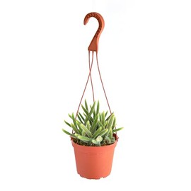 Shop Succulents Rat Tail Rare Cactus, Aporocactus flagelliformis, Fully Rooted Live 6" Cactus Plant with Hanger, Low Maintenance Indoor Plant, Hardy Cactus, Gift & Garden