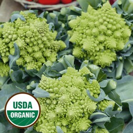 Everwilde Farms - 1 Oz Organic Romanesco Broccoli Seeds - Gold Vault Packet