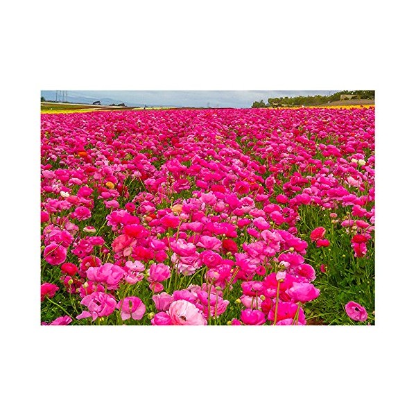 Will Davis Studios Mother's Day Card Carlsbad Flower Fields Fine Art Greeting Card (Inside Reads: Happy Mother's Day!)
