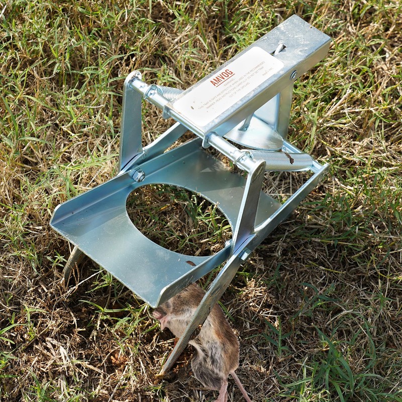 AMVOG Upgrade Mole Scissor Traps, EasySet Mole Traps That Kill,