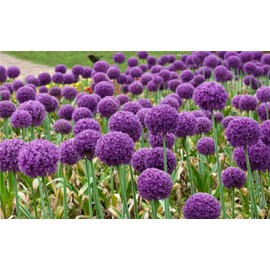 Garden Plant Seed Flower Seed Giant Onion Seeds Allium Giganteum Flower Seeds100+ Pcs Mixed Flowers