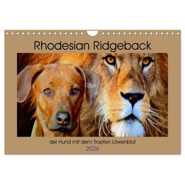Rhodesian Ridgeback der Hund mit dem Tropfen Löwenblut (Wandkalender 2026 DIN A4 quer), CALVENDO Monatskalender: Rhodesian Ridgeback, afrikanischer Löwenhund (CALVENDO Tiere)