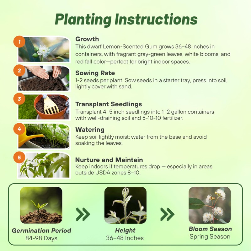 Outsidepride Lemon Bush Eucalyptus Seeds - 25 Pcs. Perennial, Easy