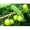 Buy Rare Seeds Phyllanthus emblica | Amla | Indian Gooseberry