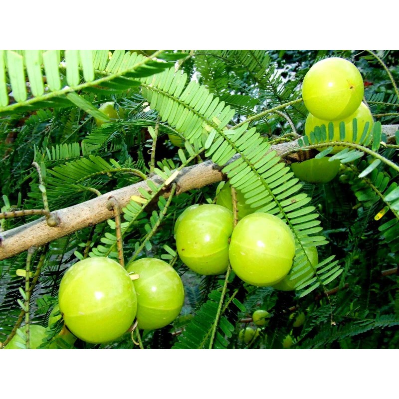 Buy Rare Seeds Phyllanthus emblica | Amla | Indian Gooseberry