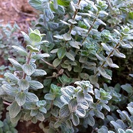 Palm Beach Medicinal Herbs - Wild Zaatar Oregano (Origanum syriacum) - Packet of 30 Seeds