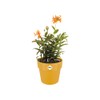 elho b.for Original Round Flower Pot, Ochre, 25 cm