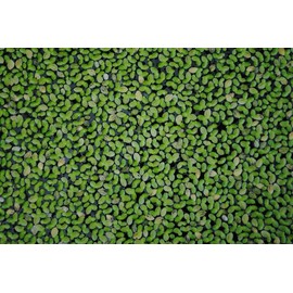 Duckweed (Lemna Minor) - 25/50/100 Live Plants by Shore Aquatic - Ideal for Aquariums, Ponds & Water Gardens (50+ clumps)