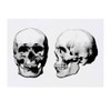 'Two Human Skulls' Temporary Tattoo - Water Resistant, Skin-Safe, Non-Toxic