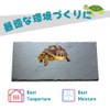 JP Number Turtle Drying Board, Food Plate, Turtle, Nail Sharpening