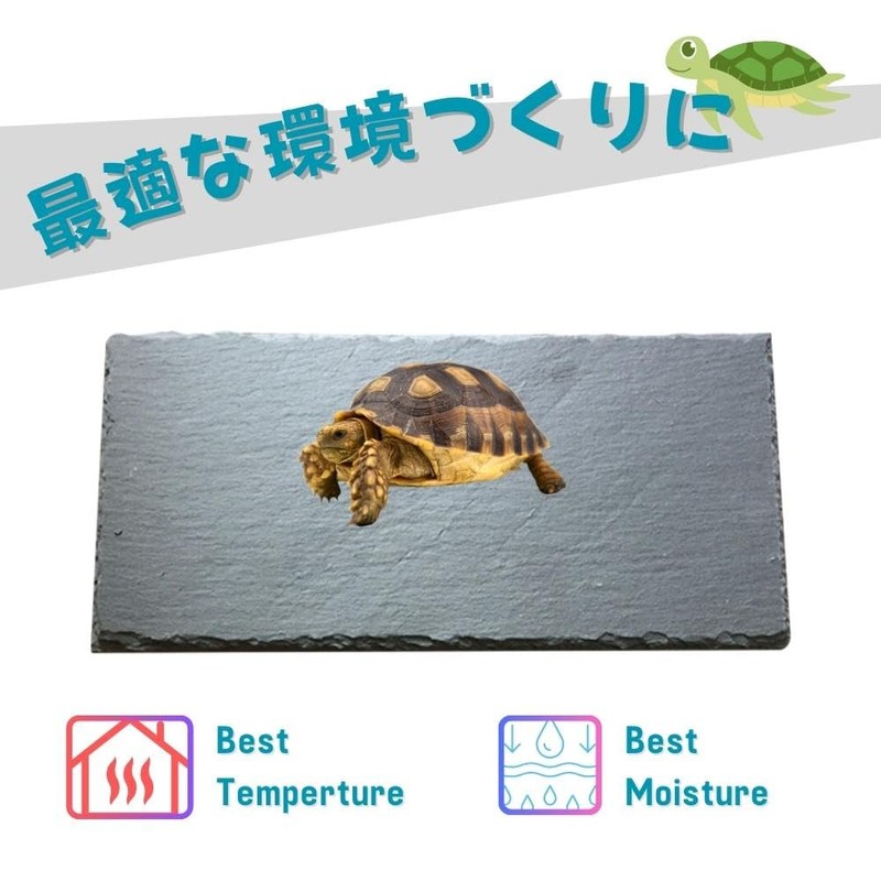 JP Number Turtle Drying Board, Food Plate, Turtle, Nail Sharpening