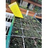 Stiky Strips Plant Stakes for Potted Plants (10 Pack)