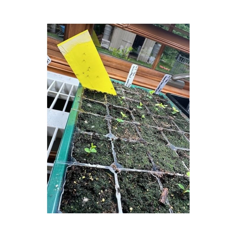 Stiky Strips Plant Stakes for Potted Plants (10 Pack)