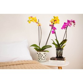 rePotme 4 x 6 inch Ceramic Orchid Pot (Honey Cream Over Coffee) - Hexagon Orchid Pot with Holes