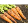 Danvers 126 Carrot Seeds, 2000+ Heirloom Seeds Per Packet, (Isla's