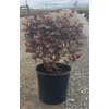 Ruby Loropetalum 'Chinese Fringe Flower' (2.5 Gallon) Pink Blooming Evergreen