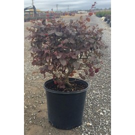 Ruby Loropetalum 'Chinese Fringe Flower' (2.5 Gallon) Pink Blooming Evergreen Shrub with Purple Foliage - Full Sun Live Outdoor Plant