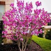 1 PACK 2” POT ANN STAR MAGNOLIA TREE GREENHOUSE BEST