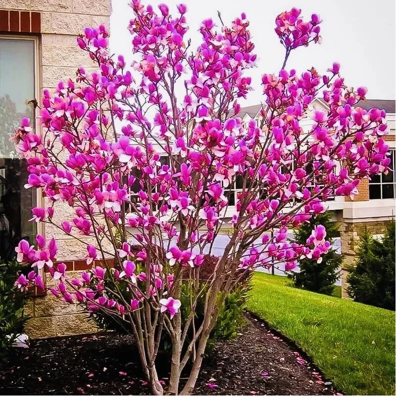 1 PACK 2” POT ANN STAR MAGNOLIA TREE GREENHOUSE BEST