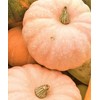 TomorrowSeeds - Jaune De Paris Pink Pumpkin Seeds - 20+