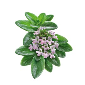 Licola Alpine Fresh Herb Candy, 1.4 oz (40 g) x 5 Packs