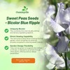 Outsidepride Bicolor Blue Ripple Sweet Pea Seeds - 100 Pcs