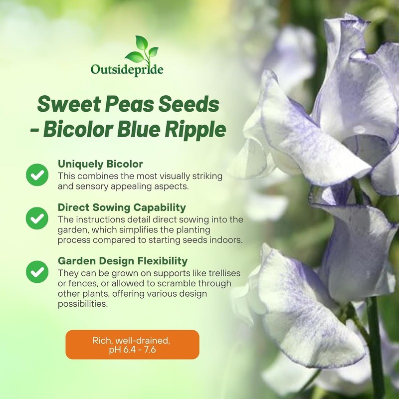 Outsidepride Bicolor Blue Ripple Sweet Pea Seeds - 100 Pcs