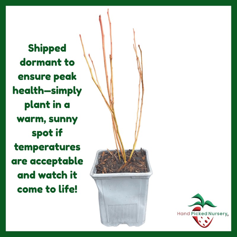 Blueray Blueberry Plant, 1-Liter Pot - Sweet Dessert-Like Blueberries! Live