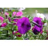 1000 Seeds Pack Petunia Multiflora Hybrida F2 Colorama Mixed -