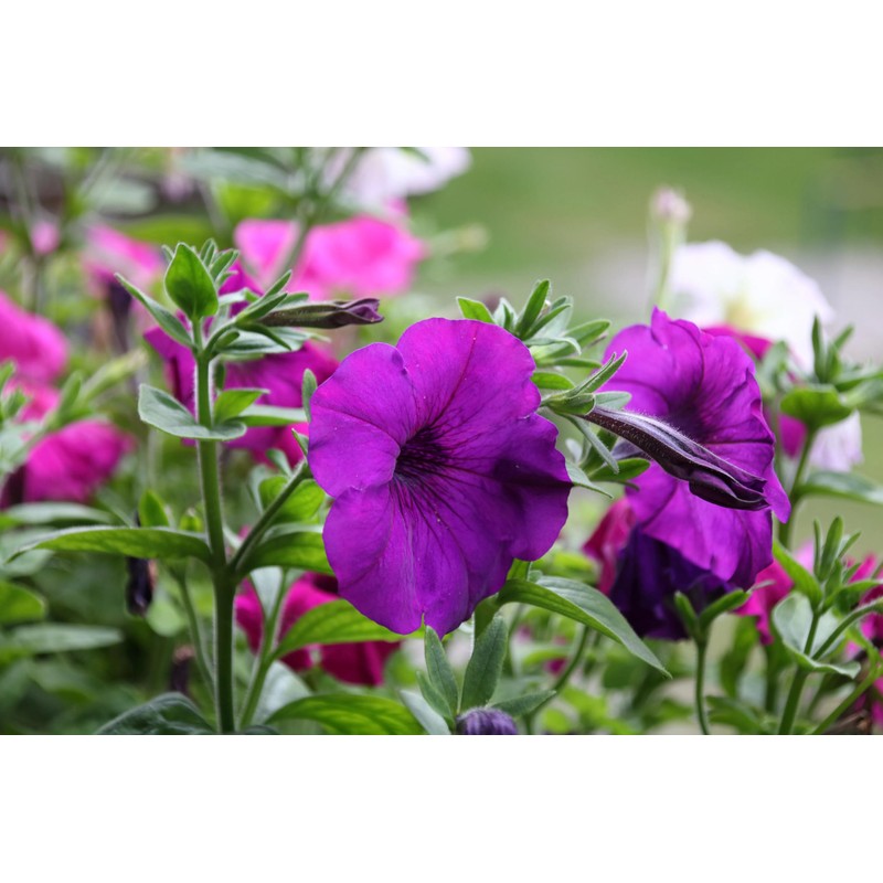 1000 Seeds Pack Petunia Multiflora Hybrida F2 Colorama Mixed -