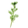 Health Embassy Southernwood Herb | Artemisia Abrotanum | 50g