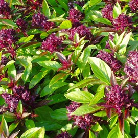 TomorrowSeeds - Siam Queen Thai Basil Seeds - 1500+ Count - for 2025 Planting Horapha Bai Krapao Herb Garden Purple Flower USA Asian Herbs Heirloom Grow Your Own Home Farm Patio Healthy Sustainable