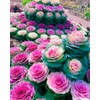 RAISE ME UP: Seeds Flowering Kale Mix Large Leaf Decorative