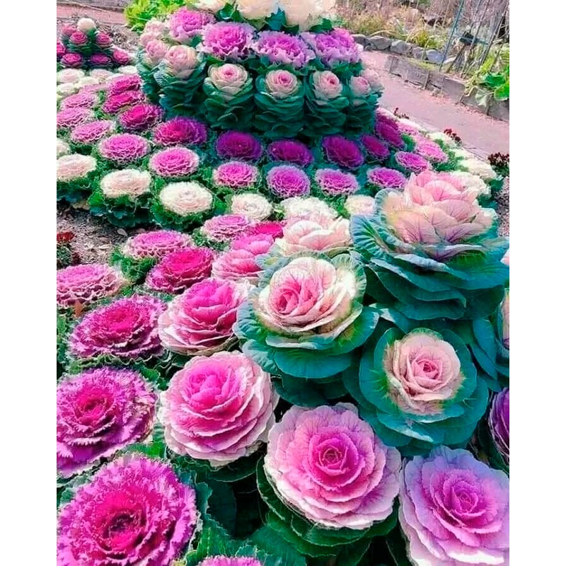 RAISE ME UP: Seeds Flowering Kale Mix Large Leaf Decorative