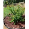Tree crepe myrtle tree seedlings pink flowers easy to grow
