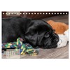 Welpenspaß (Tischkalender 2026 DIN A5 quer), CALVENDO Monatskalender: Niedliche, agile