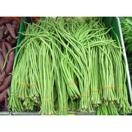 CZ Grain Asian Long Bean Seeds for Planting (30 Seeds) - Fast Growing Variety Sweet Tende