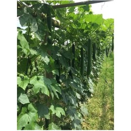 20+ Long Gourd Dark Green Winter Melon Seeds Bí Sặc Xanh Bi Xanh 20-23 Inches Diaspora bí sặc đen Fuzzy Melon Gourd Hairy Gourd mokwa