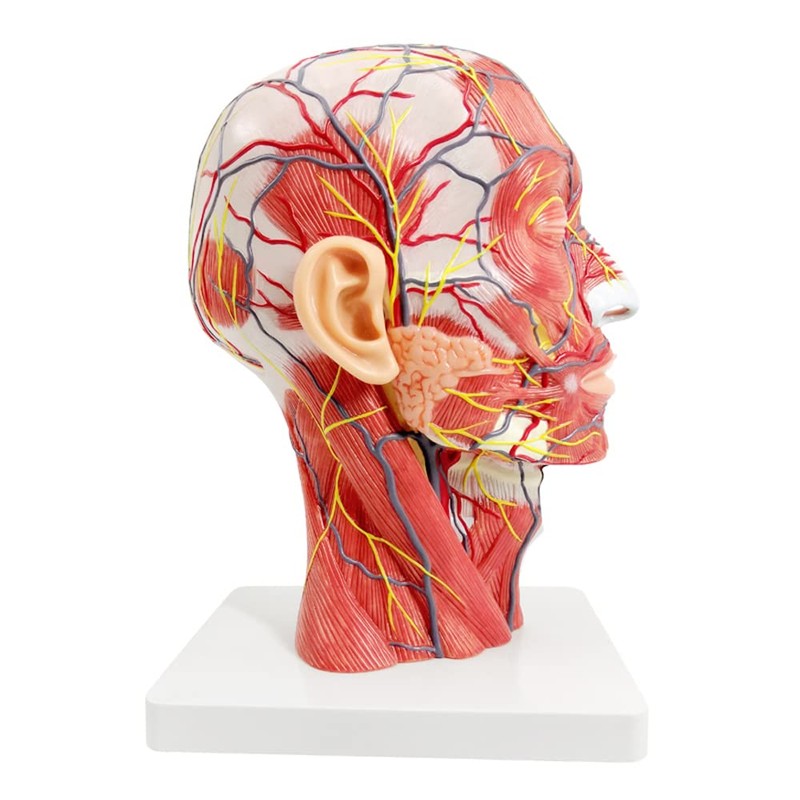 EVOTECH SCIENTIFIC Human Half Head Superficial Neurovascular Model with Musculature,
